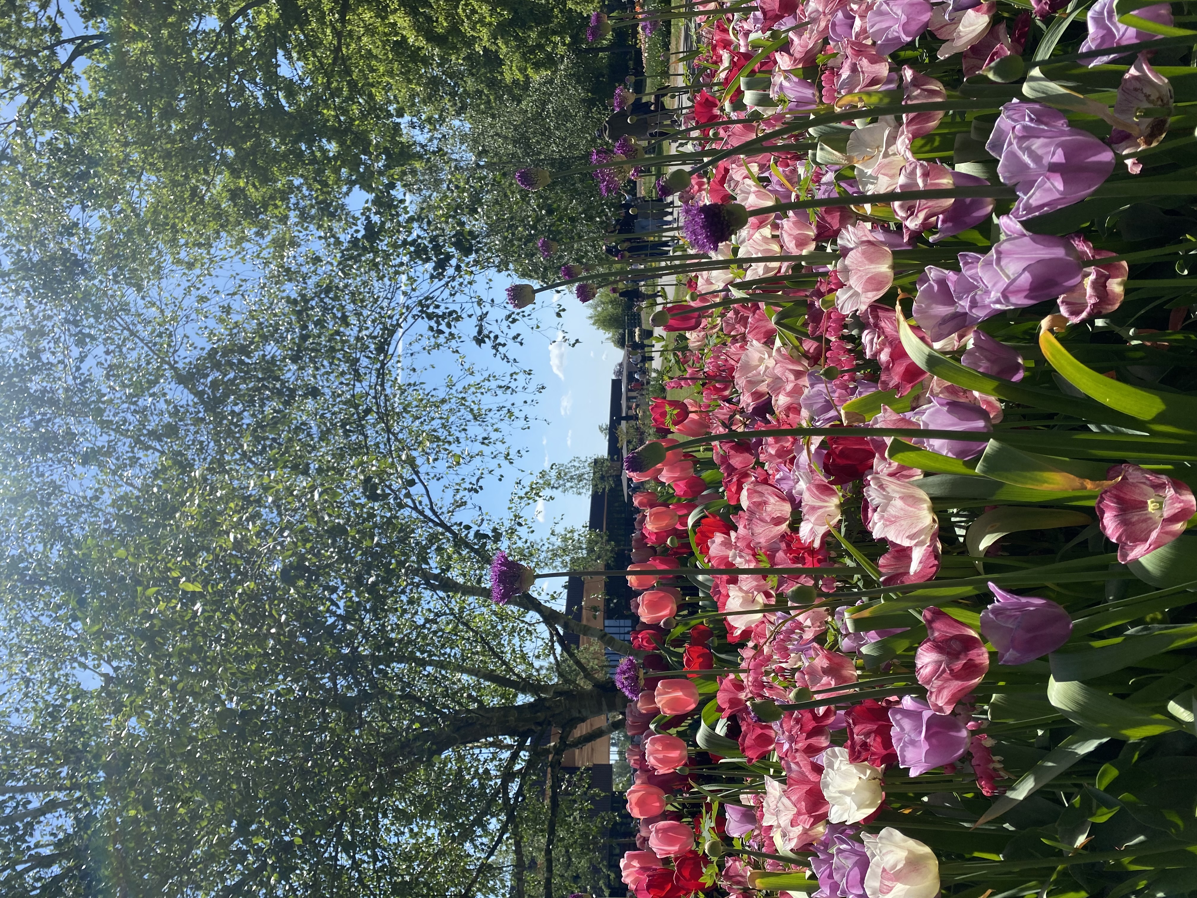 A postcard from Holland